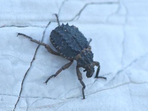 Brachycerus sp.